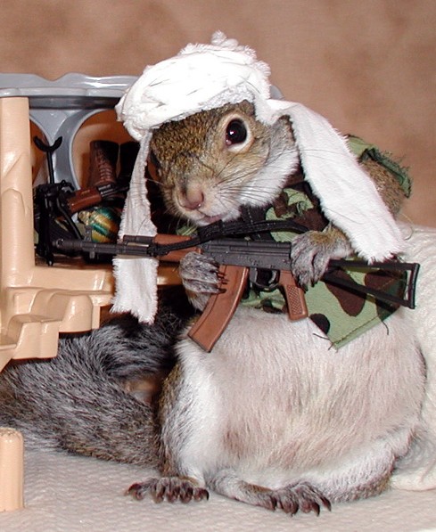 Sugar Bush Squirrel has been undercover searching for Osama bin Laden for years