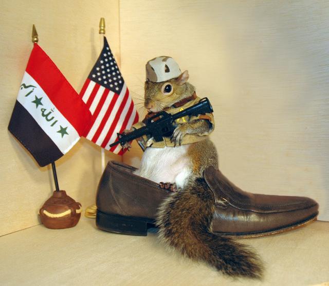 Sugar Bush Squirrel guards one of the shoes in Iraq
