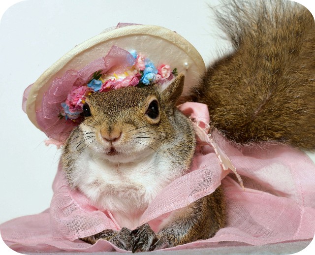 Flower Squirrel at the Royal Wedding
