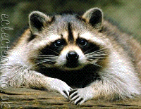 raccoons are cute
