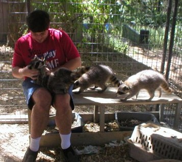 Steven plays with his raccoons Steven plays with his raccoons