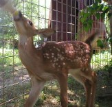 Baby Deer