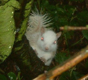 Snowflake in her tree on campus