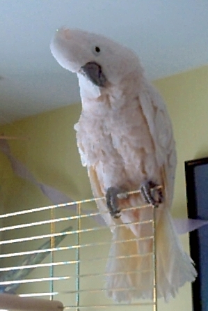 Peaches Peaches