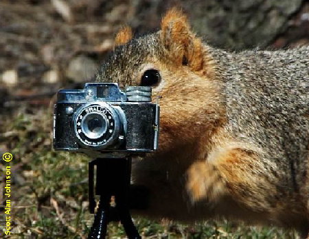 Carl the photographer squirrel