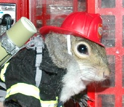 Sugar Bush Squirrel helps Rescue Workers after London Terrorists attack July 7, 2005
