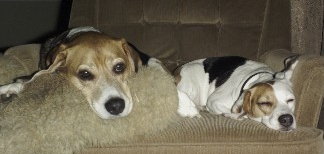 Beagles, Barney and Betty