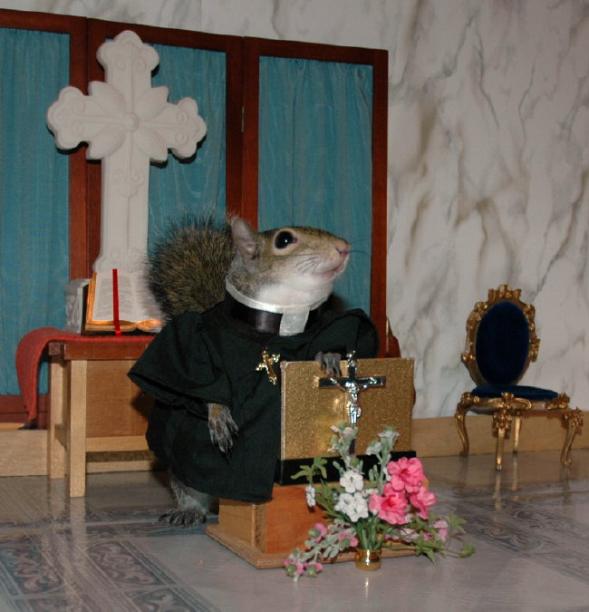 Sugar Bush Squirrel delivers her sermon