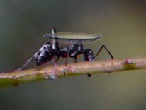 The Ant and the Contact Lens The Ant and the Contact Lens