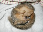 Baby Rhoda sleeping