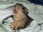Baby Rhoda yawning