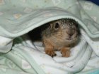 Baby Rhoda peeping out