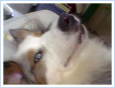 Buddy Boy Blue
