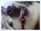 Ooooh what teeth you have