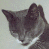 blinking cat