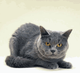 The Purrcolator