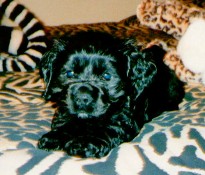 Angel at 7 weeks old Angel at 7 weeks old