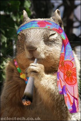 hippy squirrel