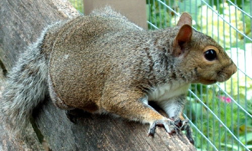 Kelly the Eastern Gray Kelly the Eastern Gray