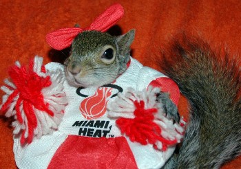 Sugar Bush Squirrel Miami Heat Dancer
