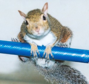 Timber on his blue pole