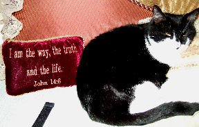 Thomas and pillow Thomas and pillow