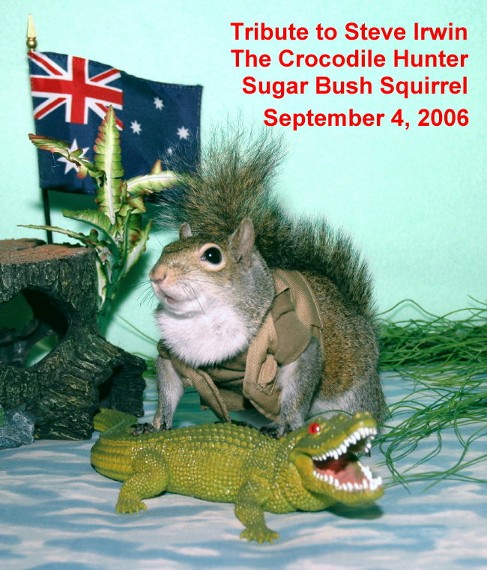 Sugar Bush Squirrel's Tribute to Steve Irwin The Crocodile Hunter