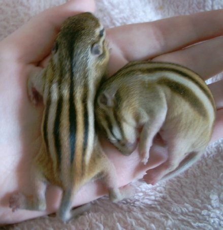 baby chipmunks depiction