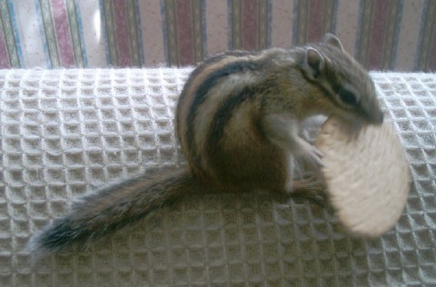 Max with his biscuit