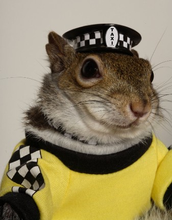 Taxi Driver Taxi Driver