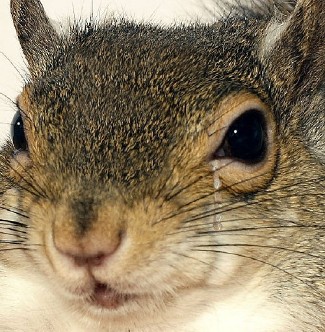 Sugar Bush Squirrel cries for a fallen Marine