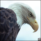 A Fierce Eagle