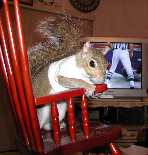 Super Bowl XLII best seat in the house