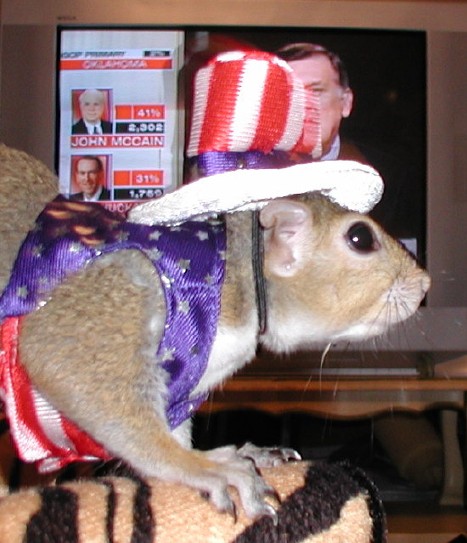 Independent Presidential Candidate Sugar Bush Squirrel closely watches voting results on Super Tuesday