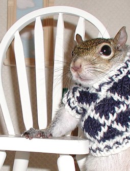 Sugar Bush Squirrel...President of the Student Council