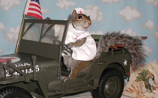 sugar bush squirrel red cross nurse in jeep overseas