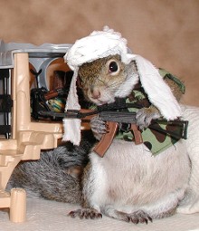  sugar bush squirrel undercover in Afghanistan searching for osama