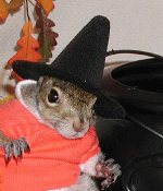 sugar bush squirrel in halloween costume witch boo