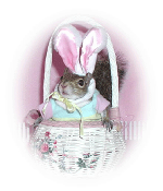 Sugar Bush Squirrel in Bunny Costume