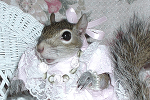 Sugar Bush Squirrel in Valentine Costume
