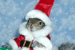 Sugar Bush Squirrel in Santa Suit