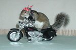 Sugar Bush Squirrel on New Motorcycle