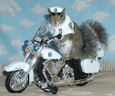 Motorcycle Cop