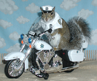 sugar bush squirrel - motorcycle police cop