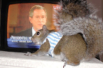 Sugar Bush Squirrel  Watching the President