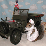 Sugar Bush Squirrel as Red Cross Nurse