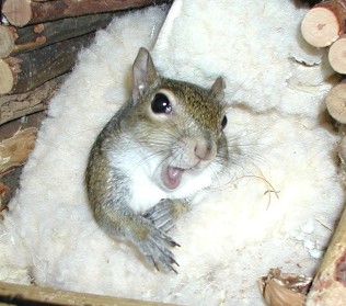 sugar bush squirrel says it's my opinion...