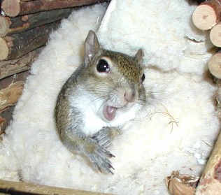 sugar bush squirrel says it's my opinion...