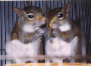 Skippy and Beamer Skippy and Beamer