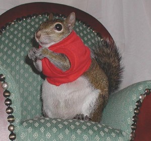 sugar bush squirrel sits still in her green soft chair and ponders